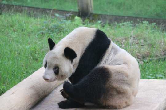 乖巧可爱的大熊猫