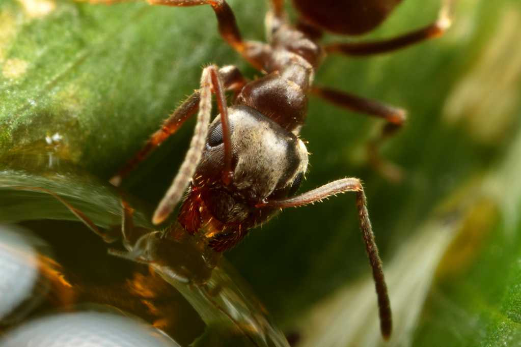 绿叶上爬行的蚂蚁图片