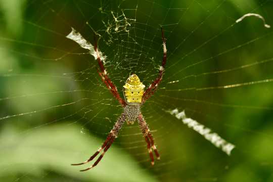 蜘蛛网上爬行的蜘蛛