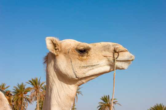 阿拉伯骆驼头部特写