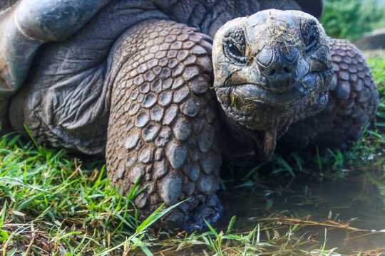 身形巨大的野生草龟
