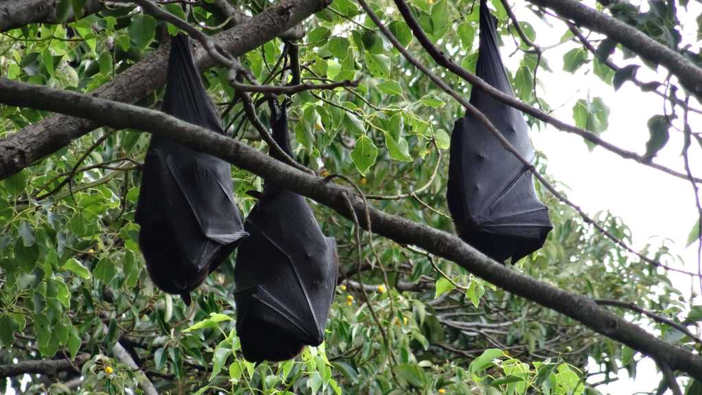 蝙蝠倒挂树枝的图片