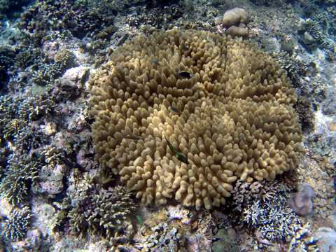 色彩斑斓的珊瑚