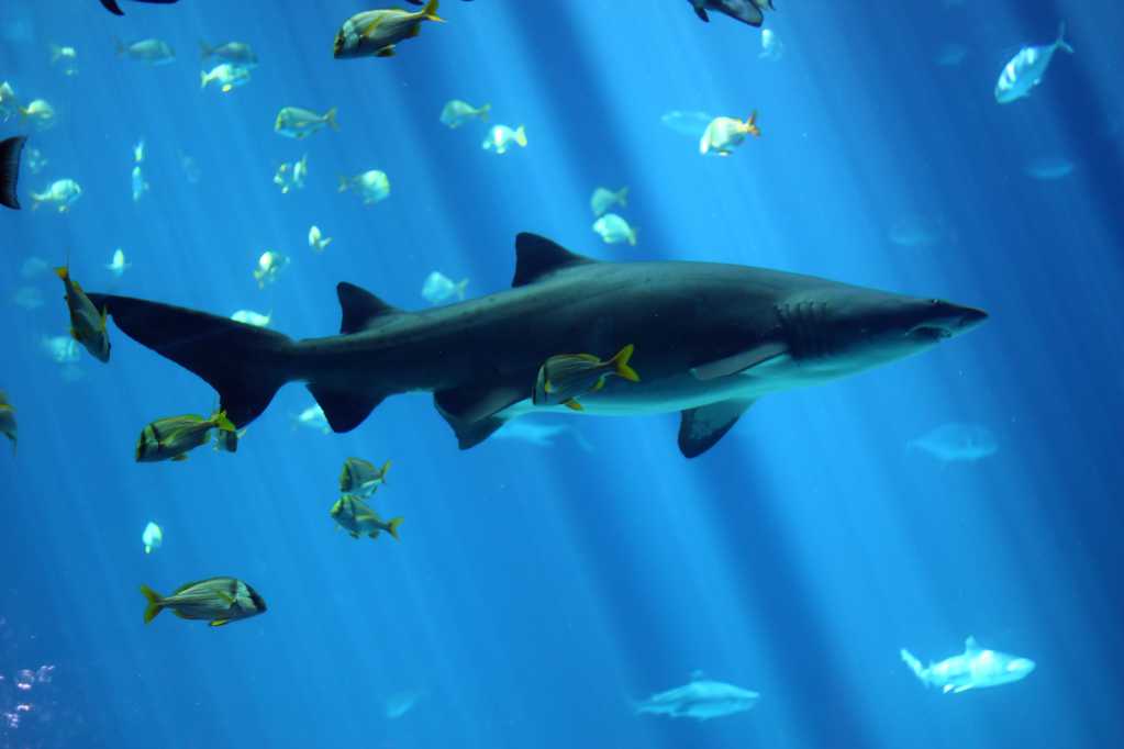 海底里的鲨鱼图片