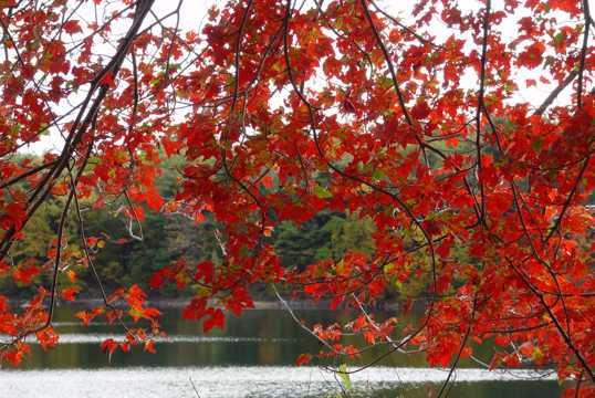 秋季红色树叶风光图片