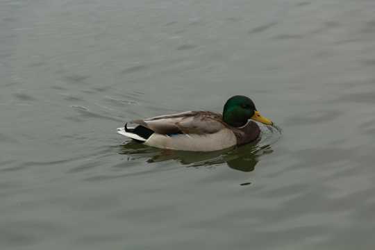 青海湖的绿头鸭图片