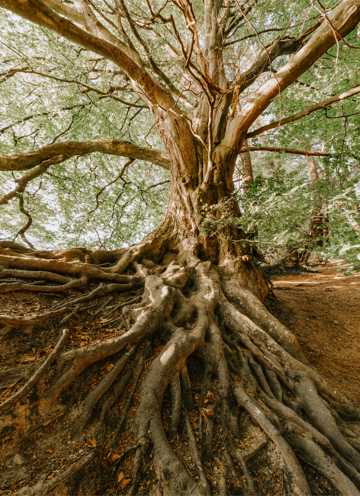 神奇的百年老树根图片