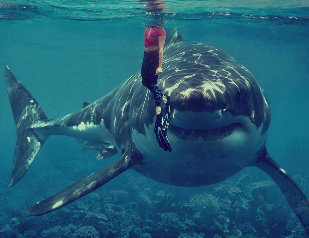 海洋中的巨型鲨鱼
