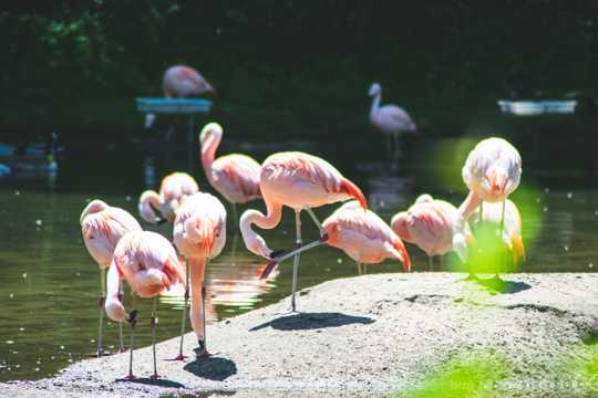 水边粉色火烈鸟群图片