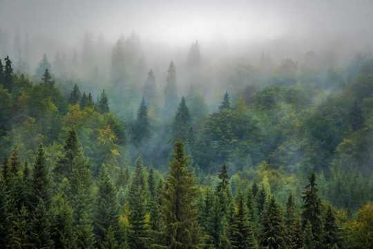 云雾缭绕的树林图片