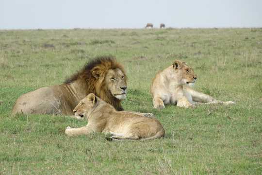 肯尼亚草地狮子图片