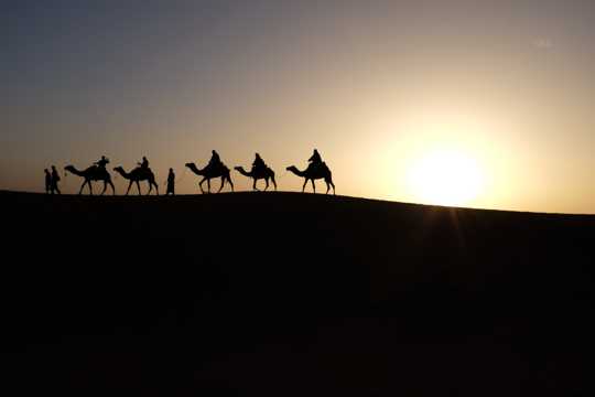 骆驼戈壁图片