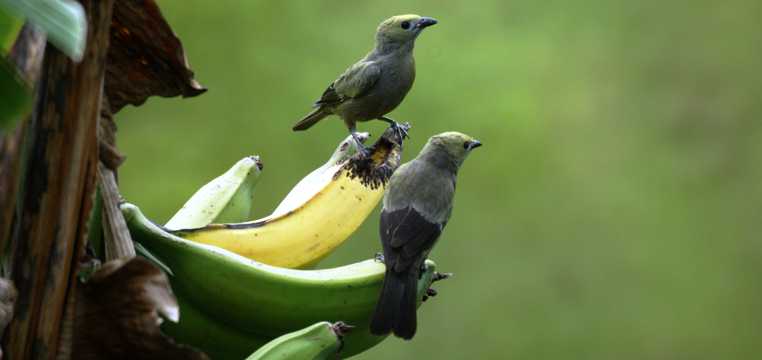 香蕉上的鸟儿图片