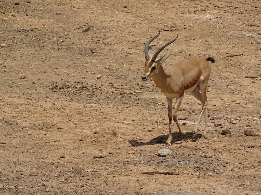 南非草场上的瞪羚图片