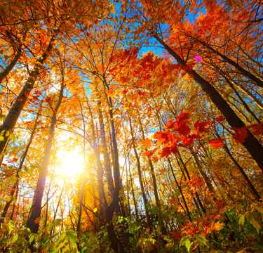 秋日红色枫森林图片