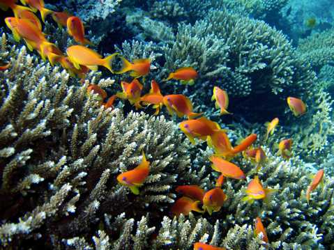 海底世界珊瑚海鱼图片