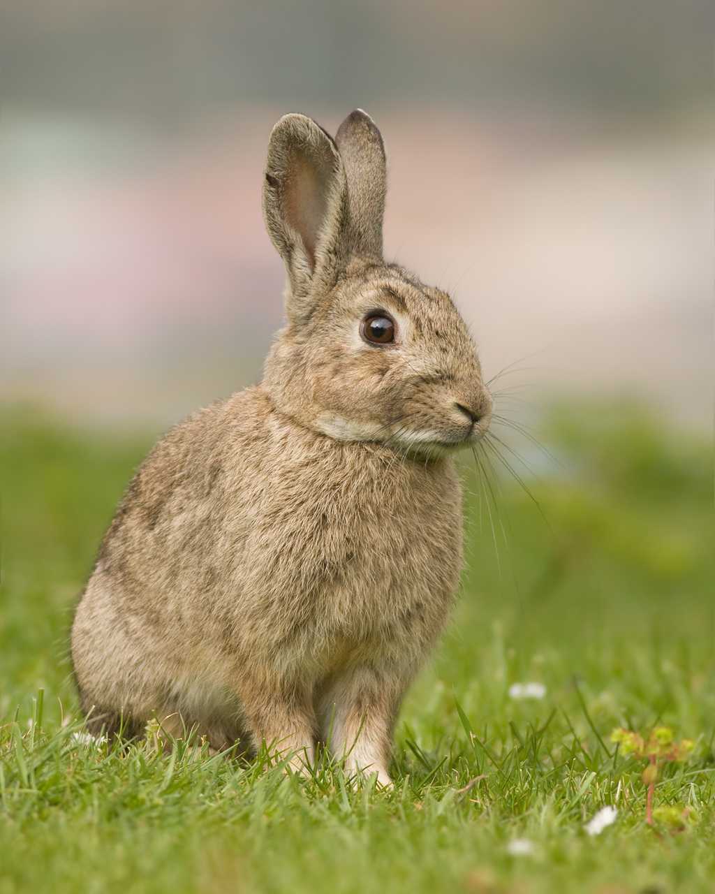 站立在草场上的灰兔图片