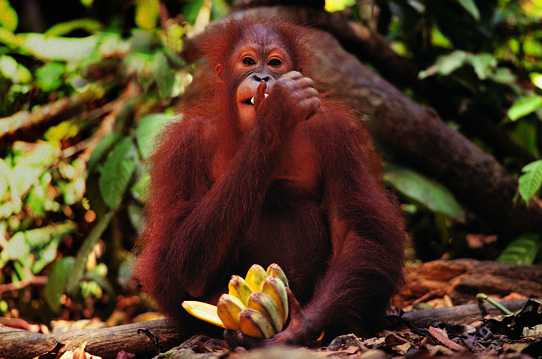 大猩猩吃香蕉图片