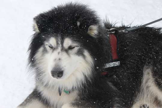 毛茸茸的雪橇犬图片