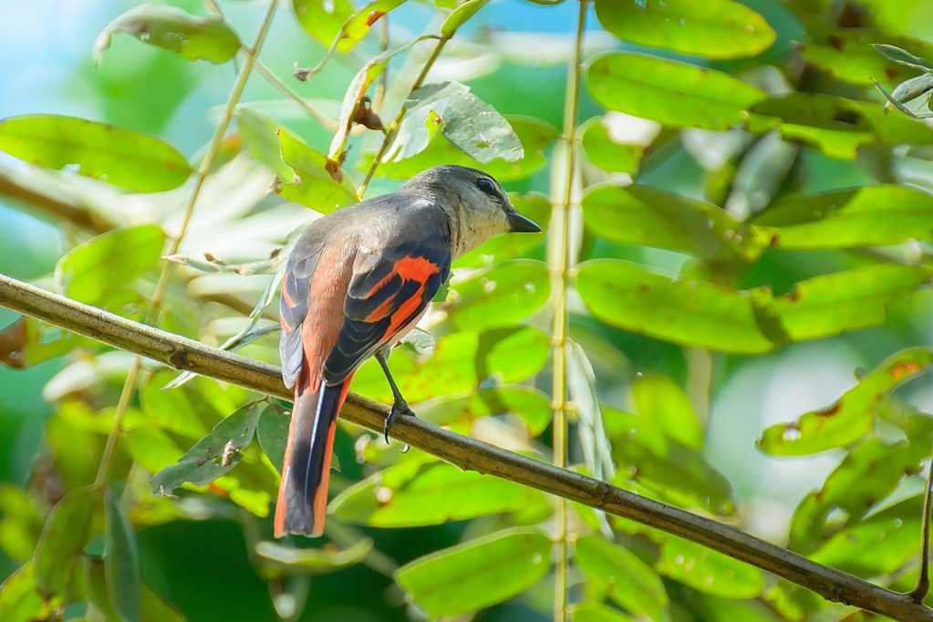 枝头上的山椒鸟图片