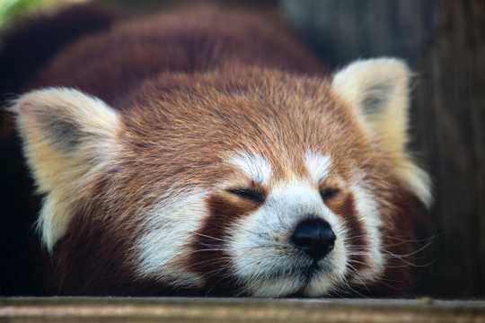 小浣熊睡觉图片