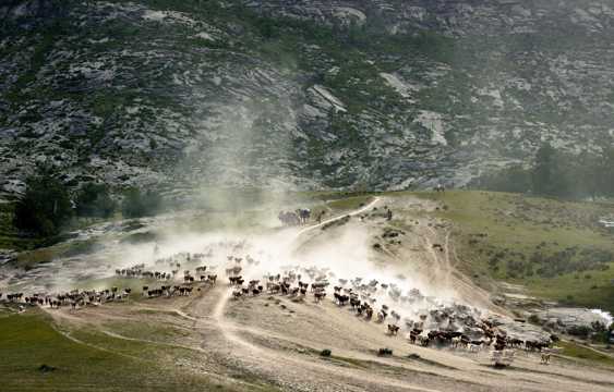 新疆阿勒泰哈萨克牧民盛夏大迁徙图片