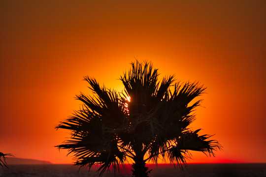 海上暮色棕榈树剪影图片