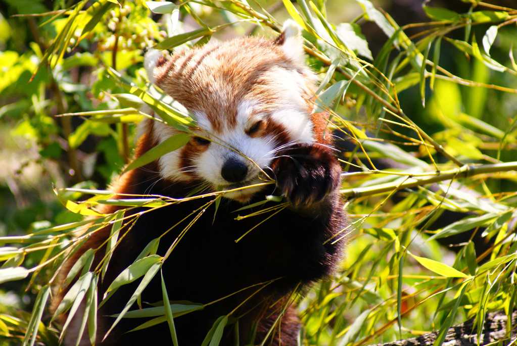 吃竹子的小熊猫