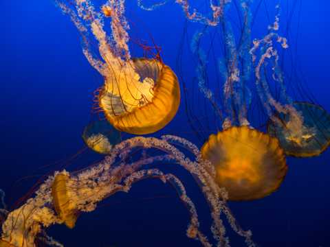 深海里的水母图片