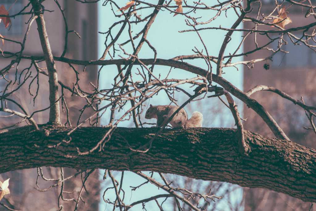 树上的松鼠图片