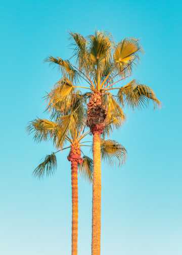 挺拔的椰子树图片