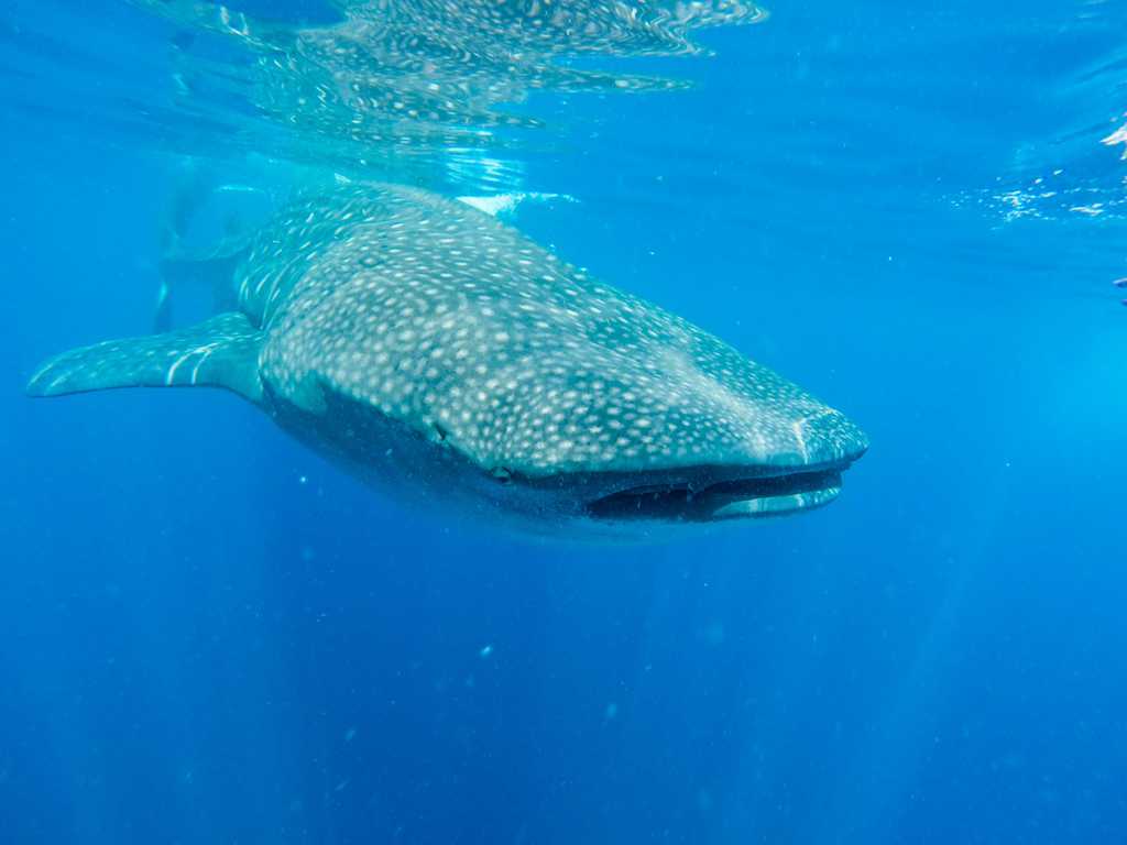 世界上体型最大的鱼类-鲸鲨 -保护地平台