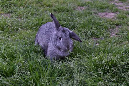 草丛中吃草的兔子