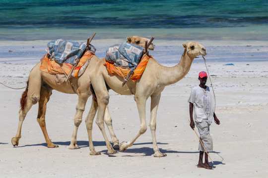 勤劳的大漠之舟骆驼