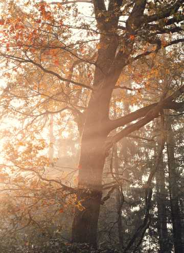 秋季晨光森林图片