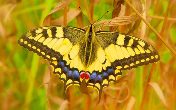 美丽的燕尾蝶图片