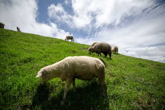 牧场上吃草的羊群
