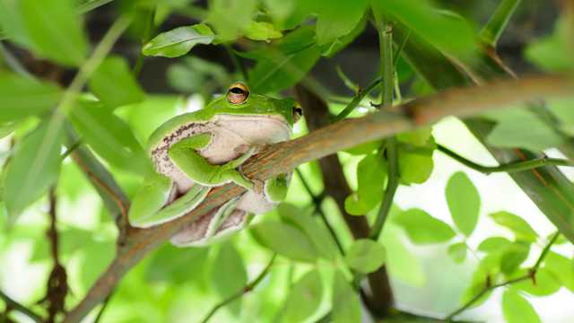 树枝上的树蛙图片