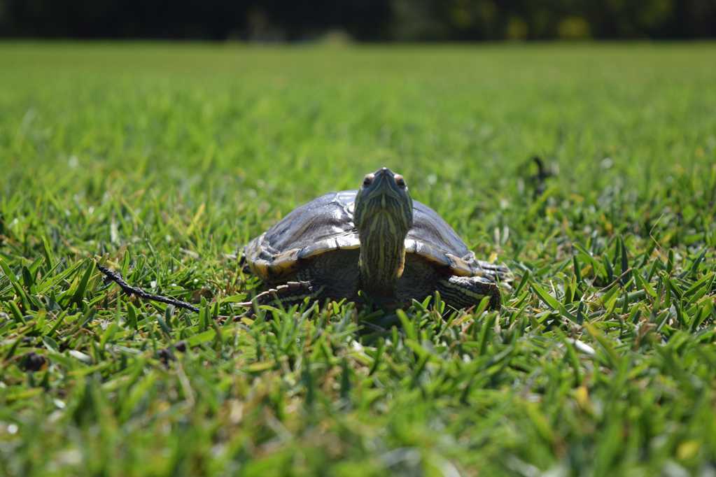 草地缓慢爬行的乌龟图片