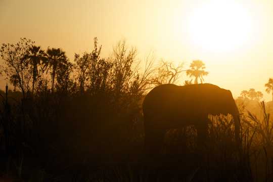 夕阳中的大象剪影图片