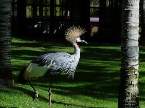 草地上站立的灰冠鹤
