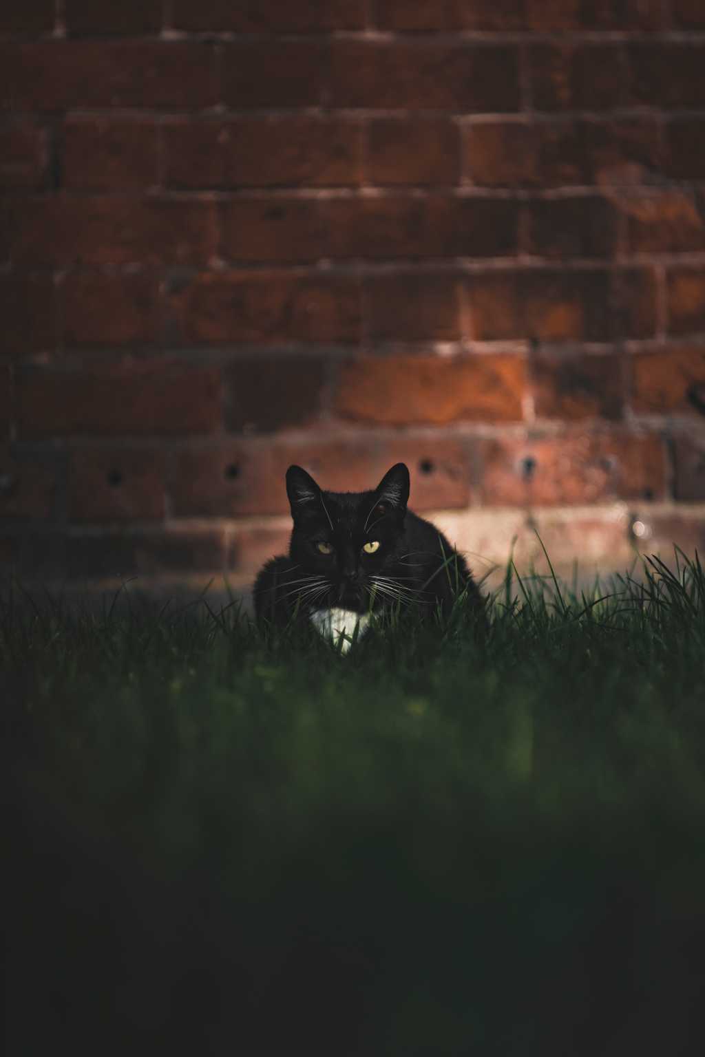 墙角暗处的一只黑色野猫
