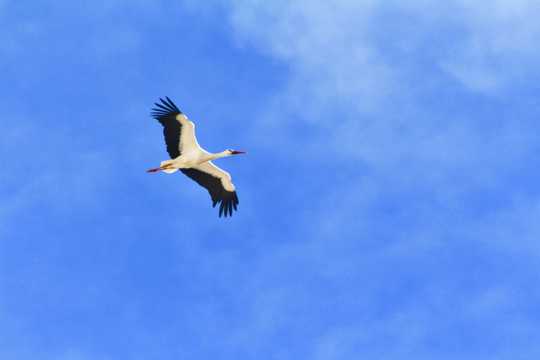 蓝天翱翔的鹳鸟图片