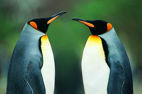 面对面站立的企鹅图片