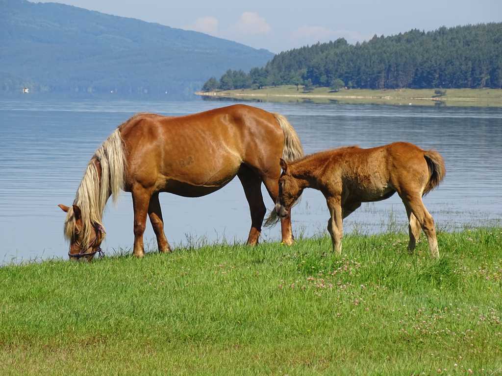 在河边吃草的马儿图片