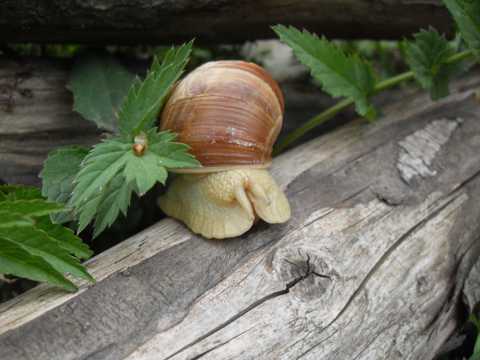 木桩上的小蜗牛图片