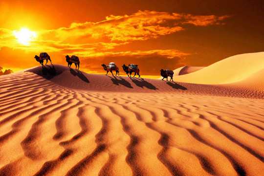 暮色下的大漠骆驼图片