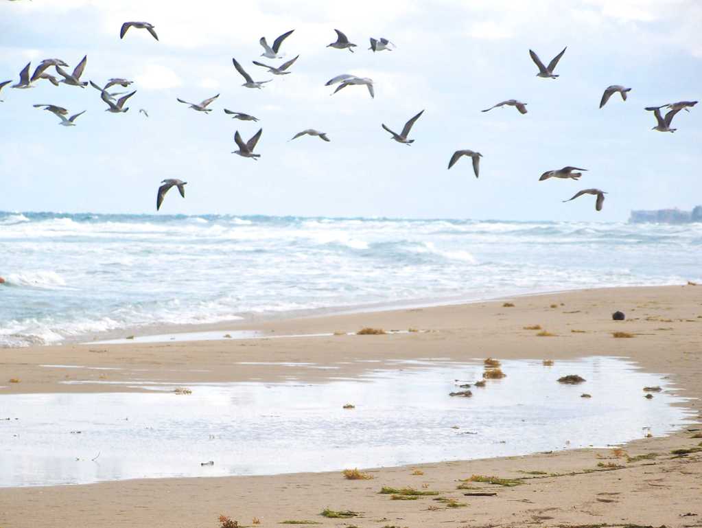 沙滩上成群飞翔的海鸥