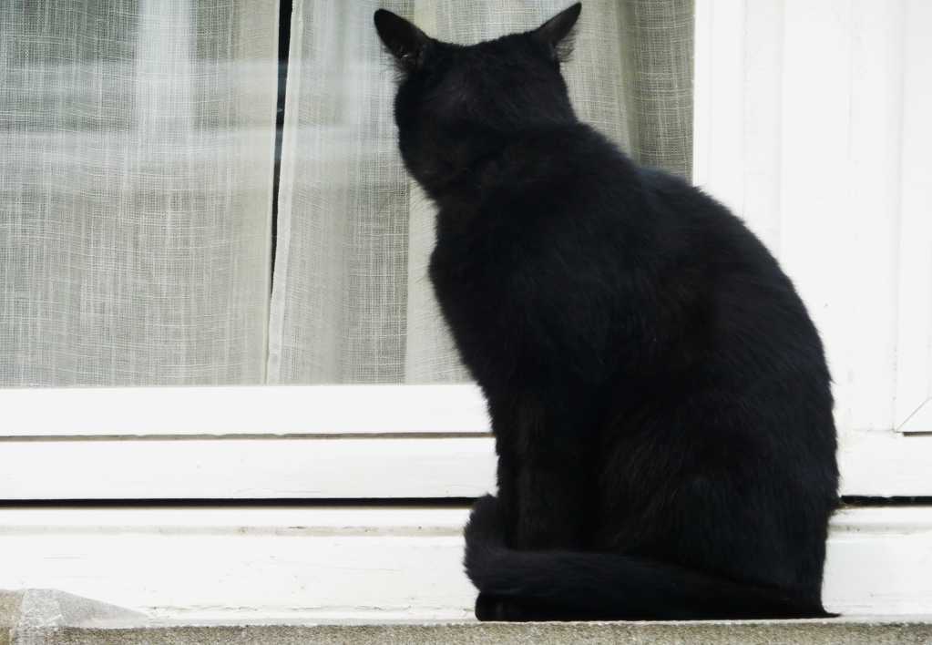 萌萌的黑猫图片