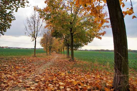 秋日铺满落叶的田园小路